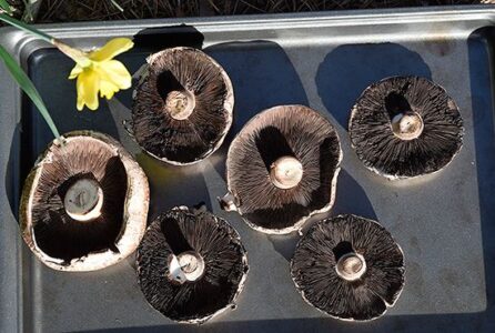 Use Mushrooms to Create Vitamin D with Sunshine Image
